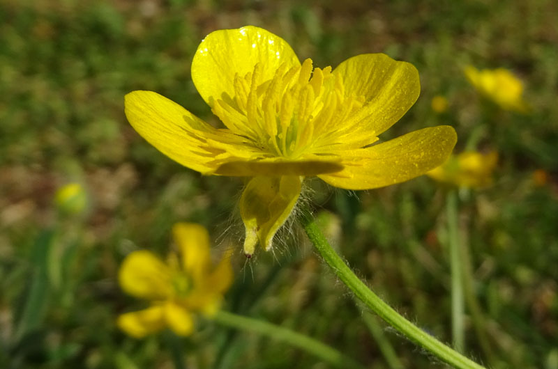 Ranunculus bulbosus - Ranunculaceae